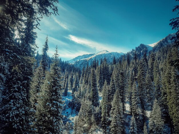 Des pins dans la forêt contre le ciel