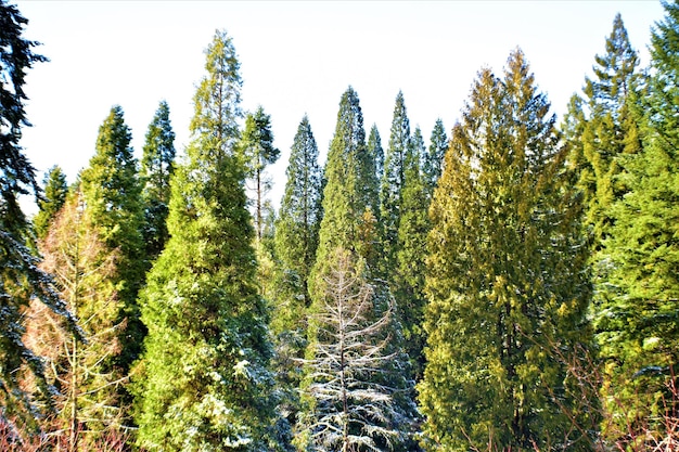 Photo des pins dans la forêt contre le ciel