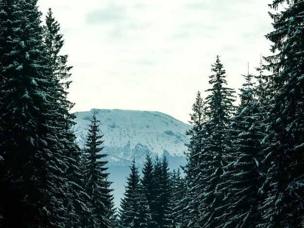 Photo des pins dans la forêt contre le ciel