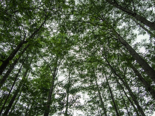 pins dans la forêt contre la lumière du soleil, photographie à angle levé