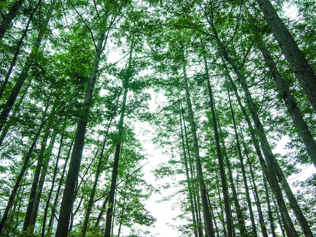 pins dans la forêt contre la lumière du soleil, photographie grand angle