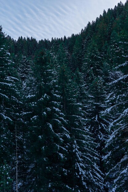 Photo des pins dans une forêt enneigée