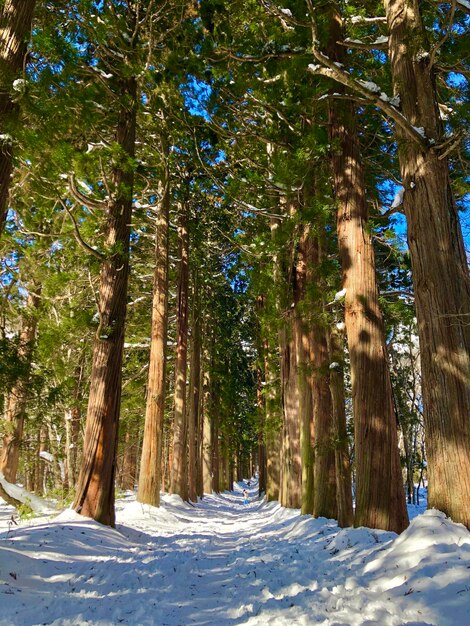 Des pins dans la forêt en hiver