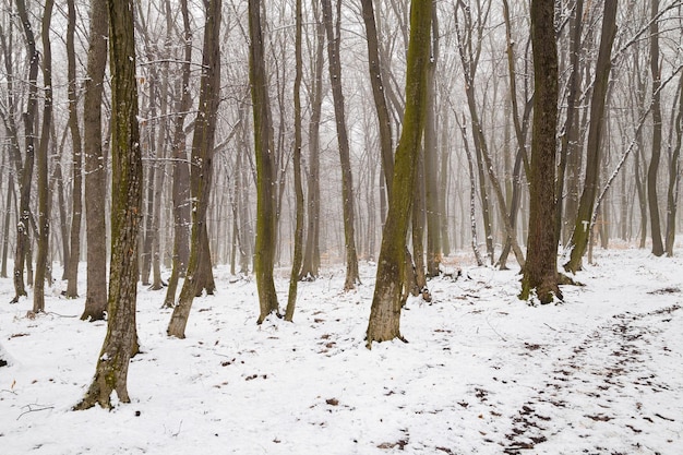 Photo des pins dans la forêt en hiver