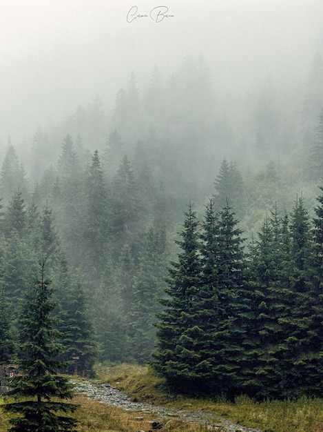 Des pins dans la forêt par temps brumeux