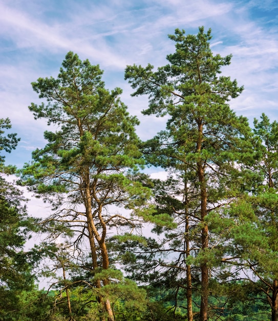 Pins dans une forêt regarde le ciel bleu