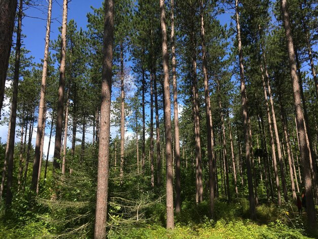 Photo des pins dans la forêt