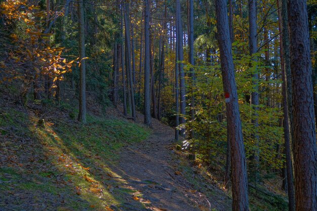 Des pins dans la forêt