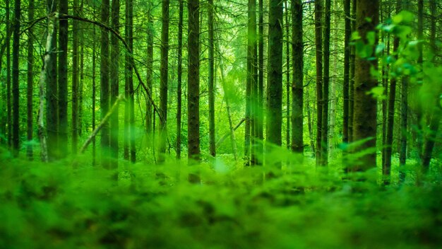 Photo des pins dans la forêt