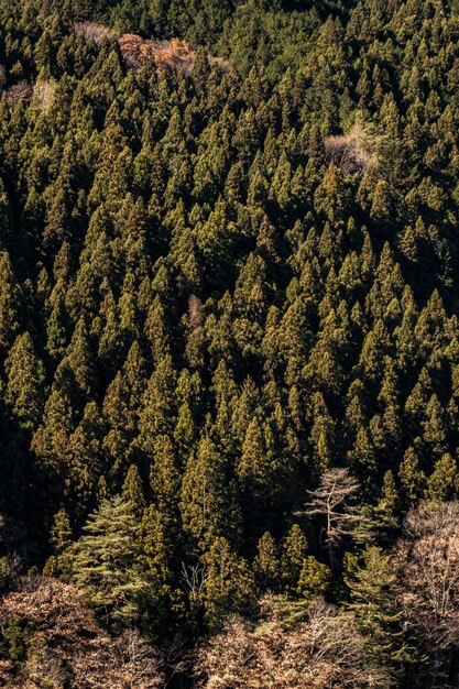 Photo des pins dans la forêt