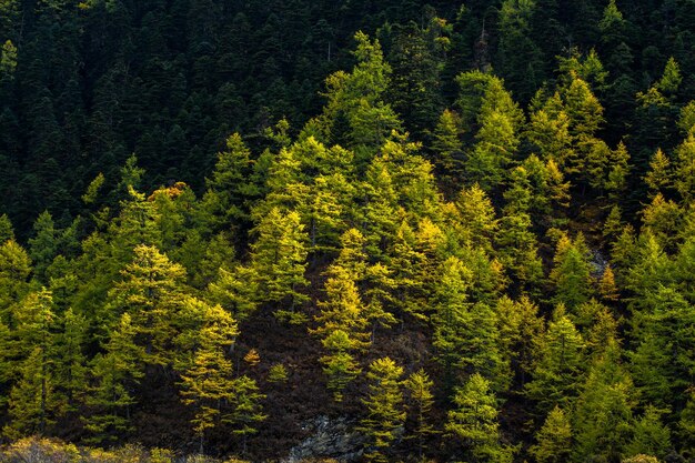 Photo des pins dans la forêt