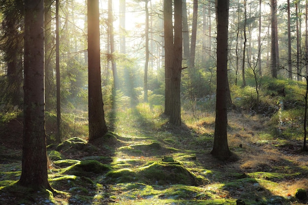 Des pins dans la forêt