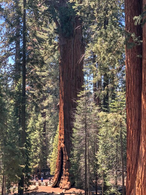 Photo des pins dans la forêt