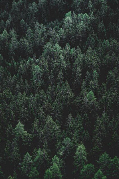 Des pins dans la forêt