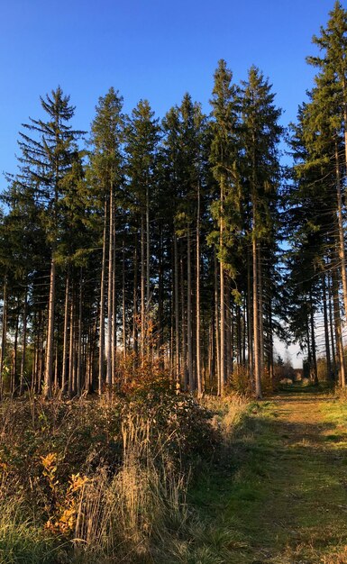 Des pins dans la forêt