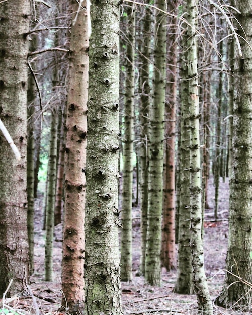 Des pins dans la forêt