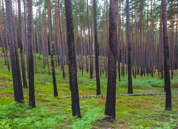 Photo des pins dans la forêt