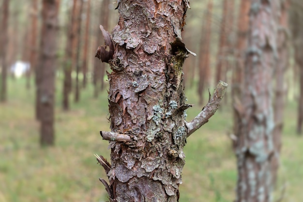 Pins dans la forêt.