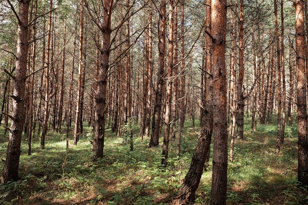 Pins dans la forêt