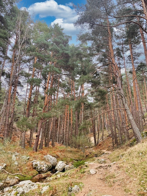 Pins dans la forêt