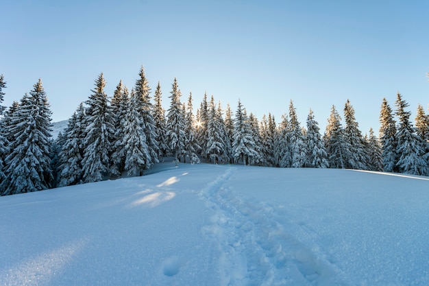 Pins dans les montagnes enneigées