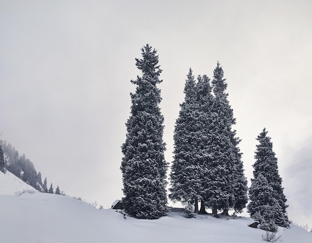 Pins dans les montagnes enneigées