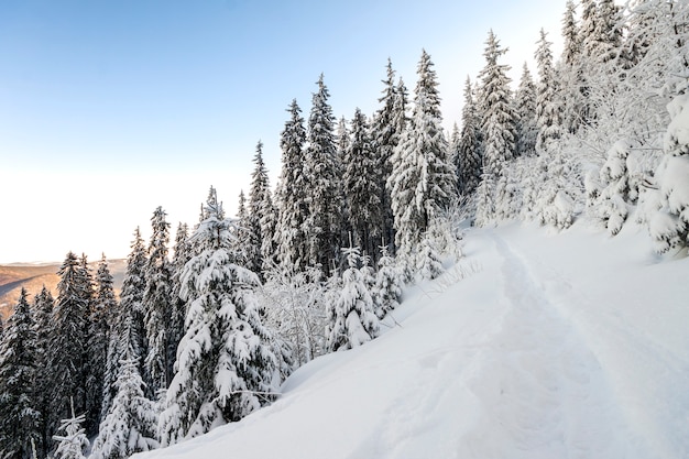 Pins dans les montagnes en journée ensoleillée d'hiver.