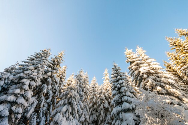 Pins dans les montagnes en journée ensoleillée d'hiver.