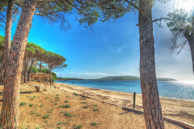 Pins dans la plage de Mugoni Italie