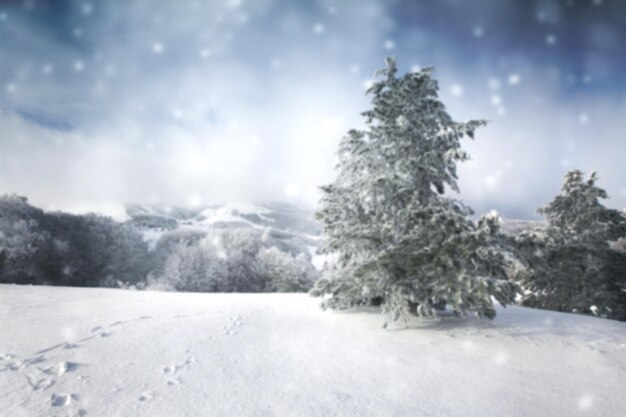 Pins enneigés sur un paysage d'hiver