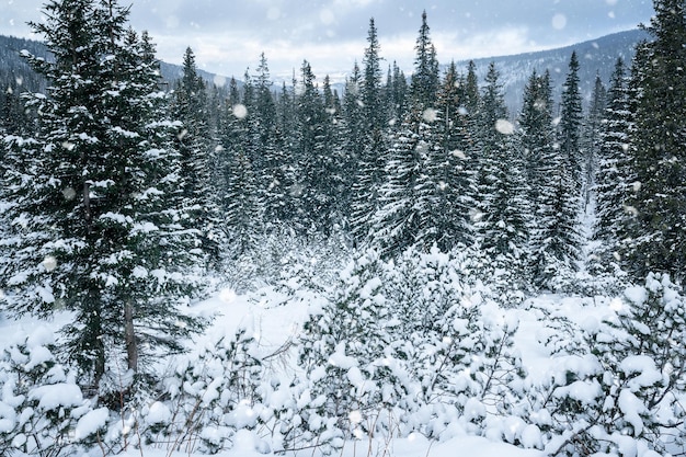 Pins forestiers d'hiver gelés en décembre. Paysage d'ambiance de rêve paysage gelé. photo de haute qualité