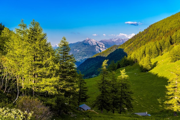 Pins et forêt dans les Alpes MartignyCombe Martigny