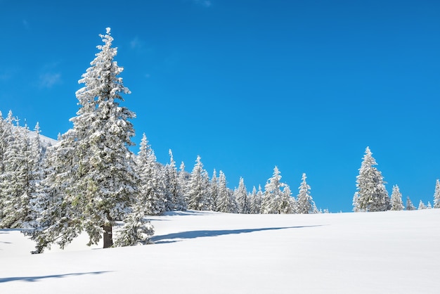 Pins d'hiver dans la neige avec ciel bleu