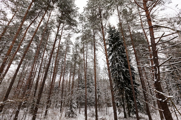 Pins en hiver