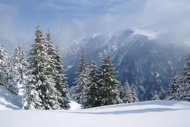 Des pins sur une montagne couverte de neige contre le ciel