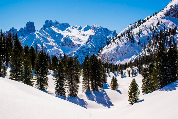 Des pins sur des montagnes enneigées contre le ciel