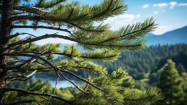 Les pins de Noël dans la nature