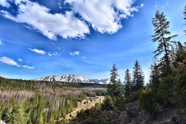 Des pins sur le paysage contre le ciel