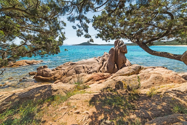 Pins de la plage de Liscia Ruja sur la Costa Smeralda Italie