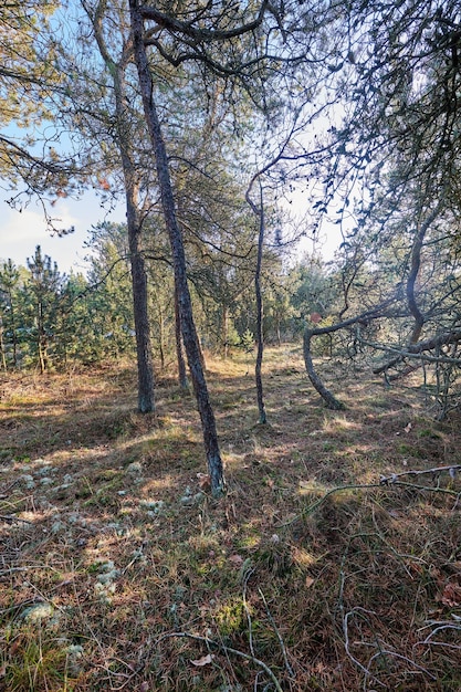 Pins poussant dans une forêt avec de l'herbe sèche et des plantes Paysage pittoresque de troncs de bois hauts et fins avec des branches nues dans la nature pendant l'automne Arbustes non cultivés et sauvages poussant dans les bois