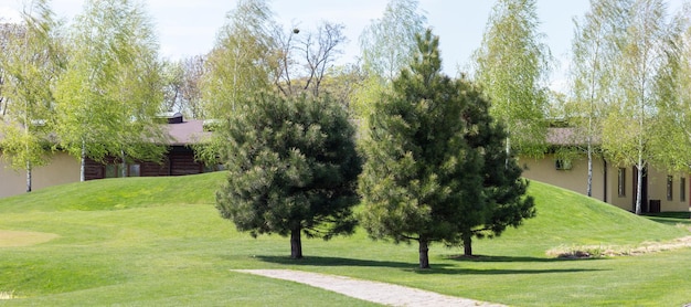 Les pins poussent dans le jardin sur la pelouse