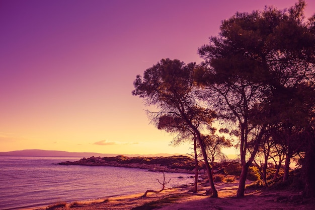 Pins près de la mer au coucher du soleil violet