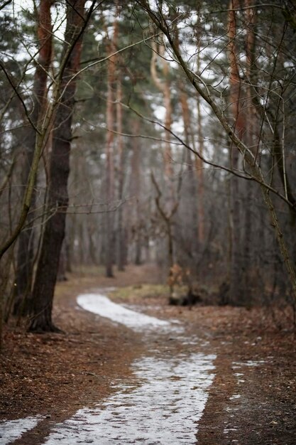 pins sans feuilles, dans la forêt d'automne. forêt de pins sans feuilles à la fin de l'automne, sombre