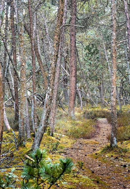 Pins sauvages poussant dans une forêt du Kattegat au Danemark Paysage pittoresque de troncs de bois hauts et fins avec des branches nues dans la nature pendant l'automne Arbustes sauvages et non cultivés poussant dans les bois