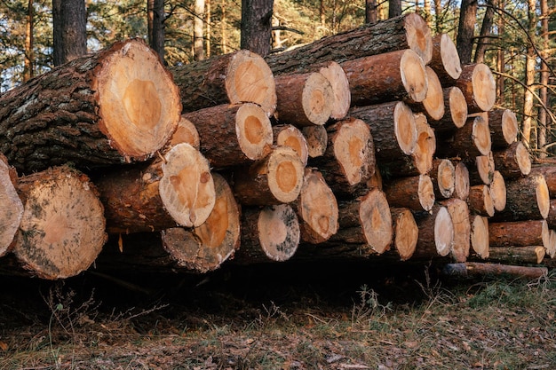 Pins sciés, empilés en piles sur fond de forêt, exploitation forestière pour la production