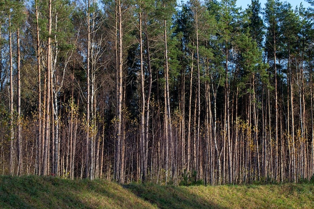 Pins simples poussant dans la forêt en été