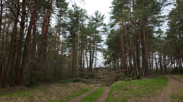 Pins tombés après un ouragan sur une route dans une forêt de pins