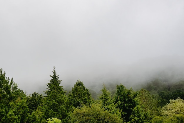 Pins verts avec brouillard et fond