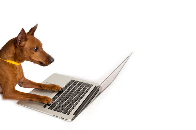 Pinscher brun, avec un collier jaune, à côté d'un ordinateur portable, prise de vue en studio sur fond blanc. photo de haute qualité