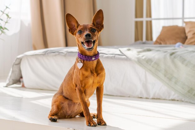 Pinscher brun nain se dresse sur le fond d'un lit et d'une fenêtre